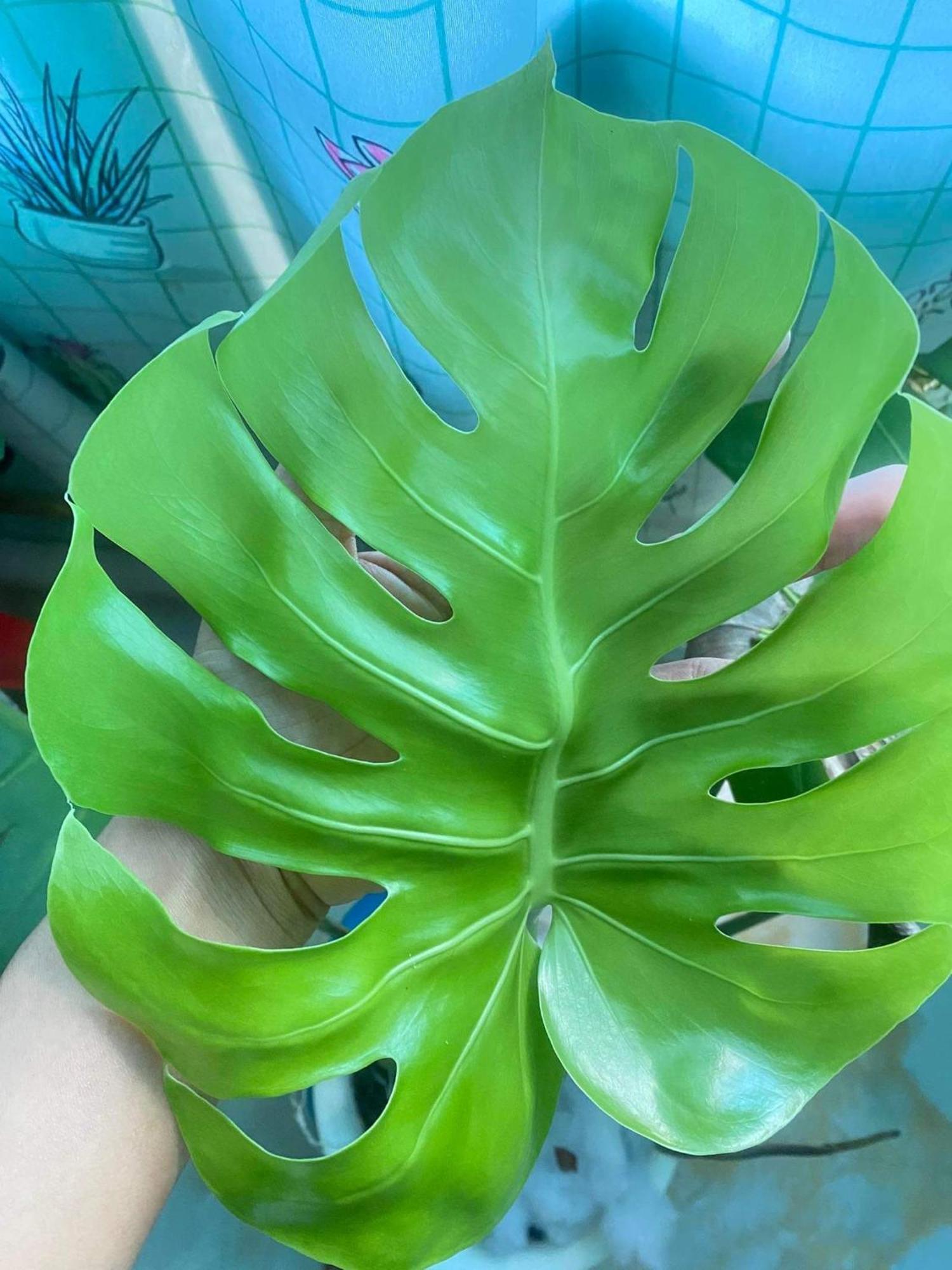 The Green Home سيام ريب المظهر الخارجي الصورة